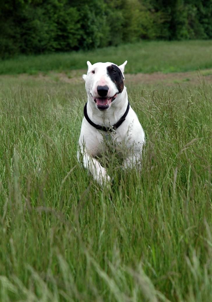 De sjove, de grimme... billede 8