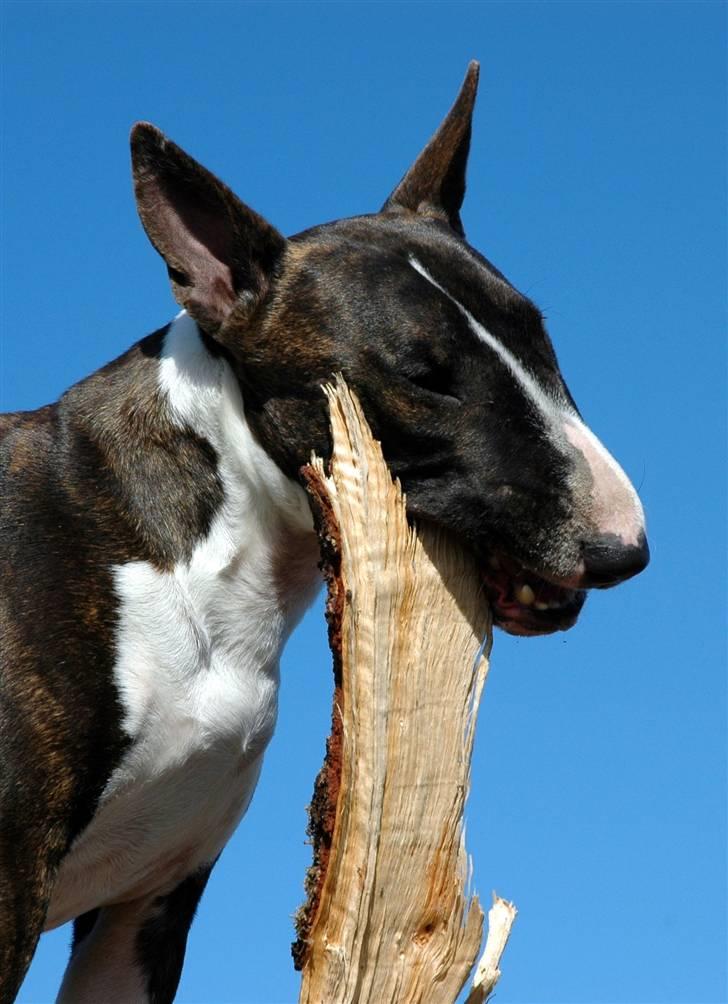 De sjove, de grimme... billede 9