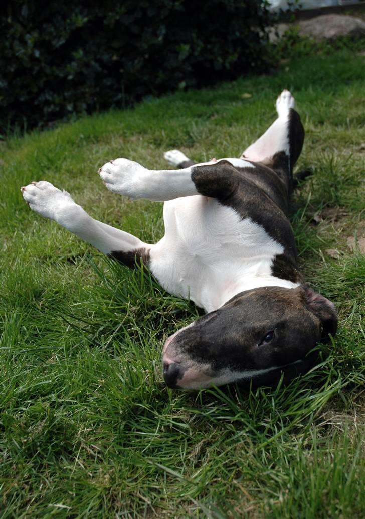 De sjove, de grimme... billede 10