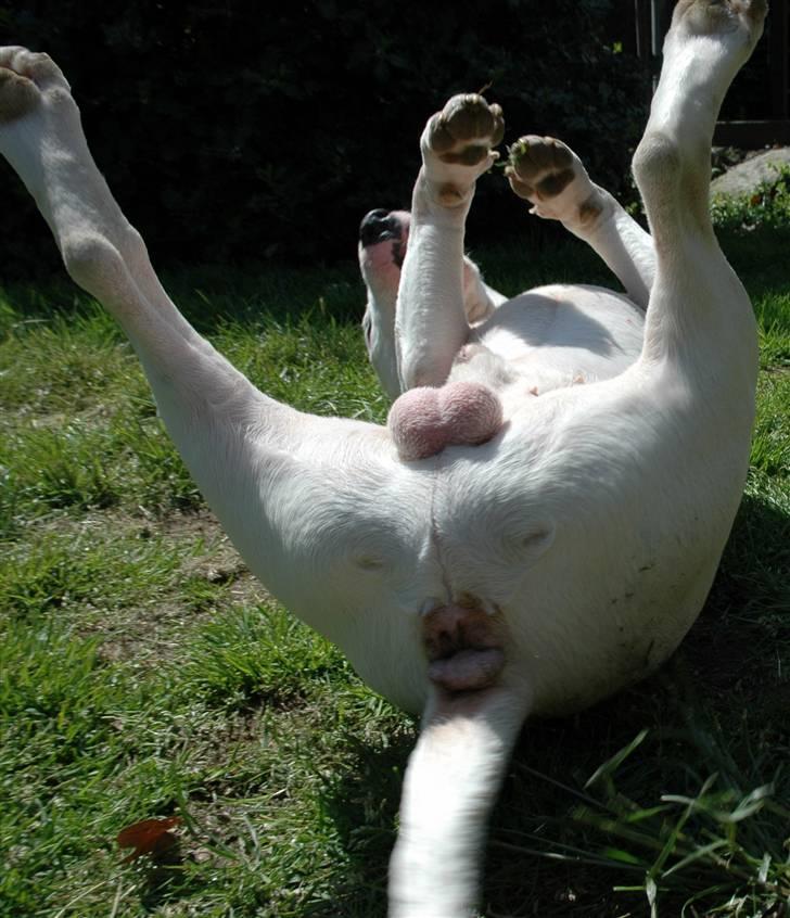 De sjove, de grimme... - Kickflipper ! billede 11