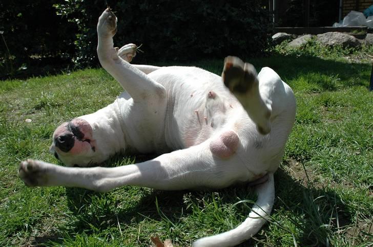 De sjove, de grimme... - Kickflipper ! billede 12