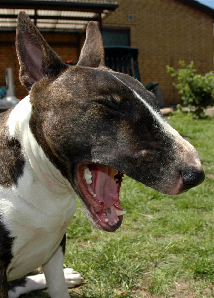 De sjove, de grimme... billede 13