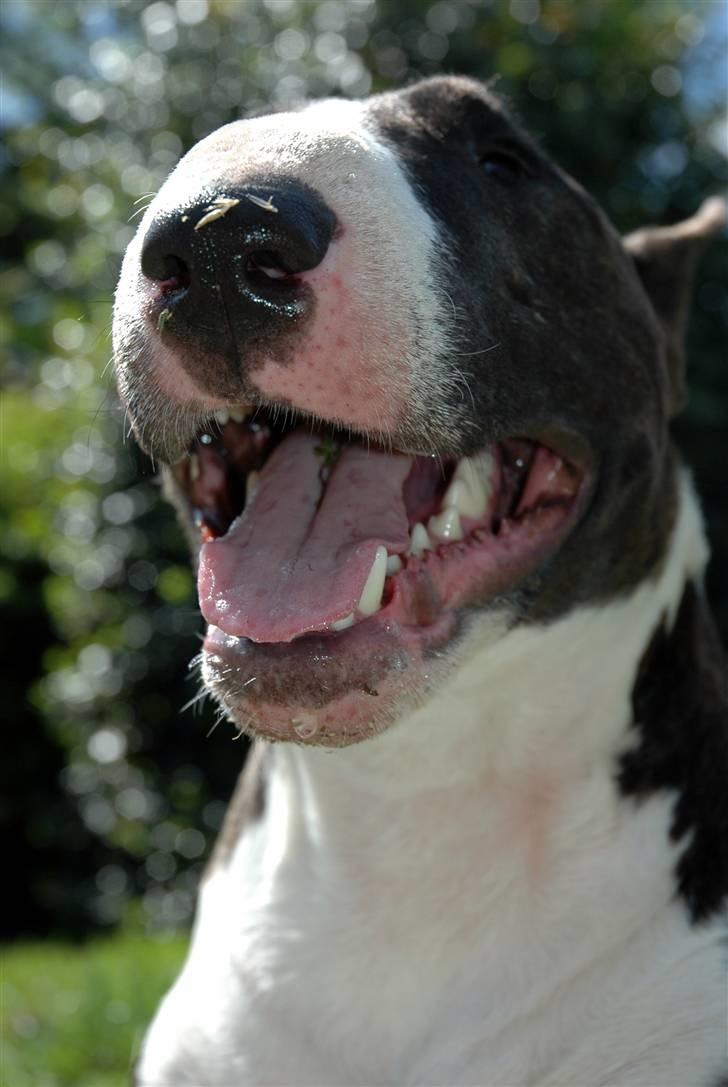 De sjove, de grimme... billede 14