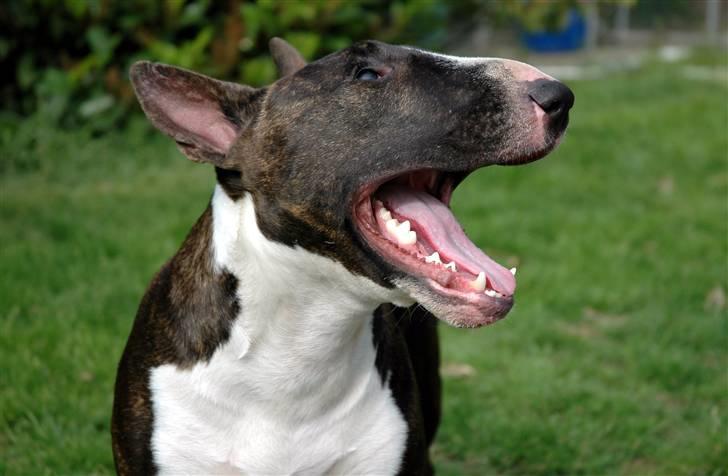 De sjove, de grimme... billede 15