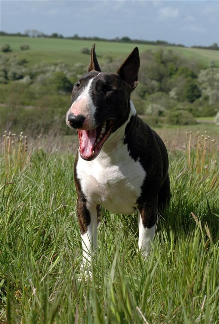 De sjove, de grimme... billede 16