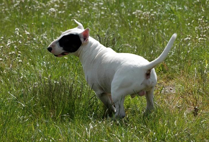 De sjove, de grimme... billede 17