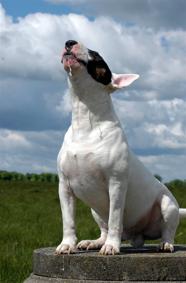 De sjove, de grimme... billede 18