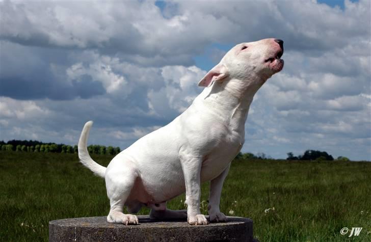 De sjove, de grimme... - Bull terrier udgaven af den hvide porcelænhund fra Friends :0) billede 19