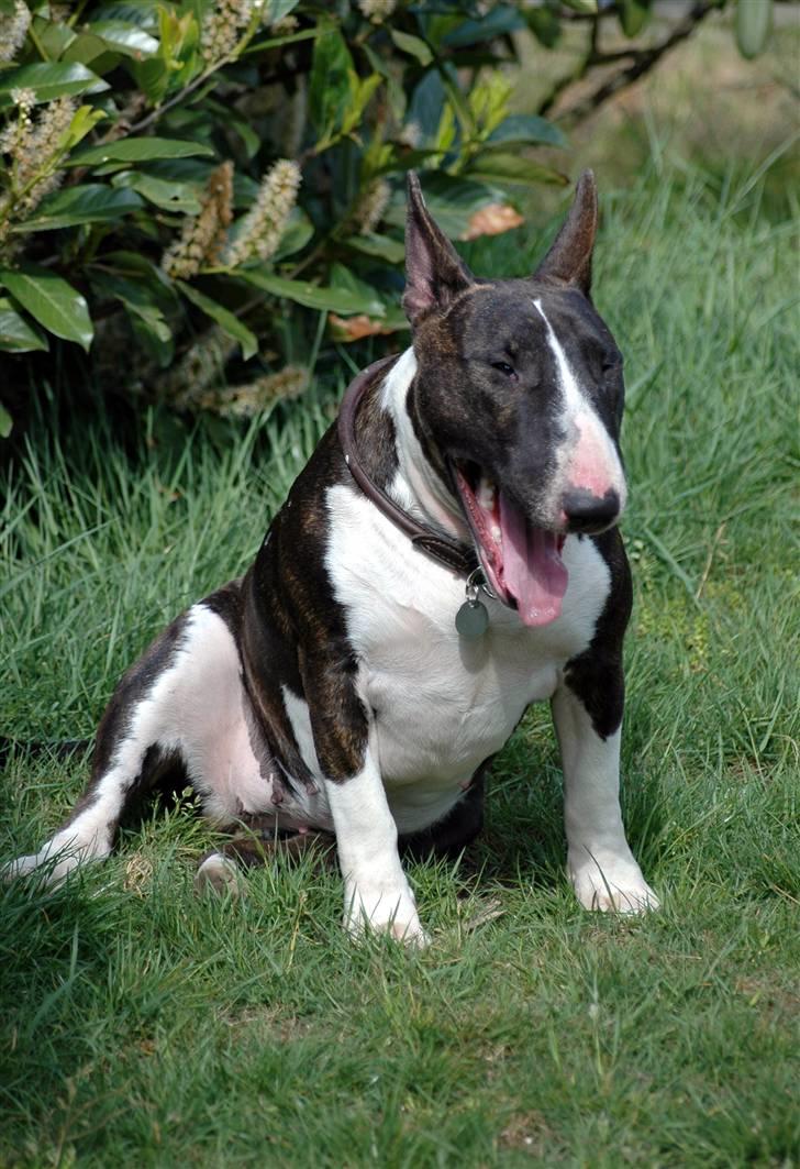 De sjove, de grimme... billede 20