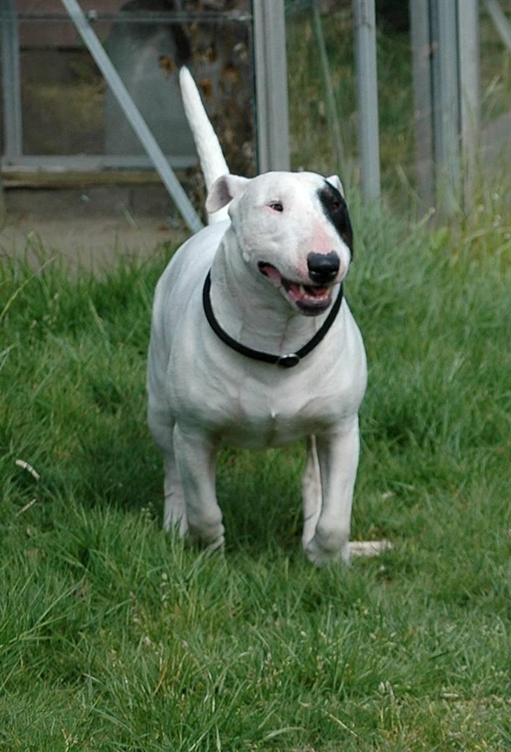 De sjove, de grimme... billede 21