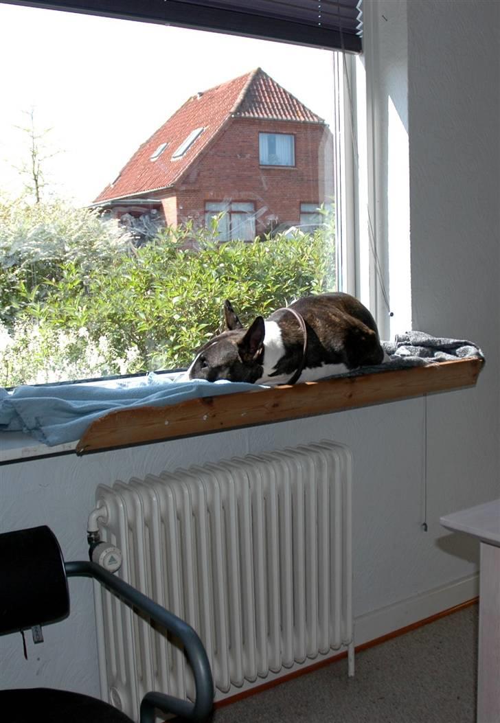 De sjove, de grimme... billede 22