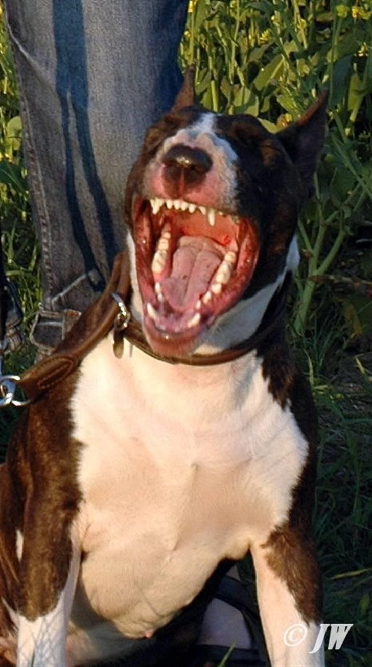 De sjove, de grimme... billede 23