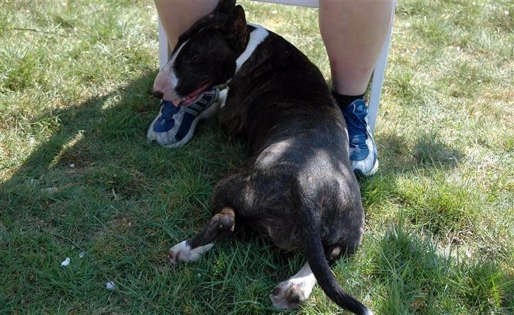 De sjove, de grimme... billede 24