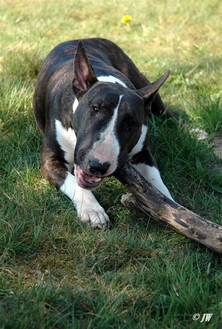 De sjove, de grimme... billede 25