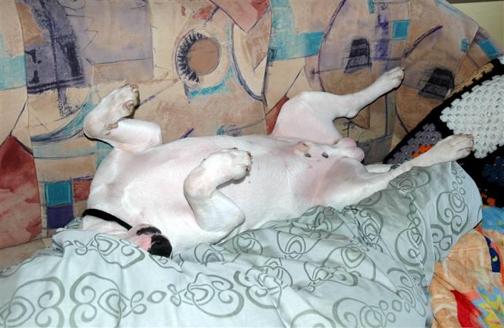 De sjove, de grimme... billede 26