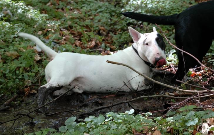 De sjove, de grimme... - Mudder gris ! billede 27