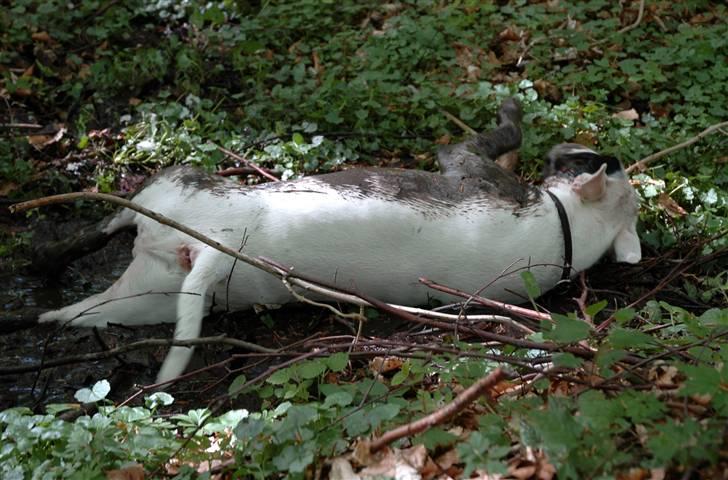 De sjove, de grimme... - Hmmm billede 28