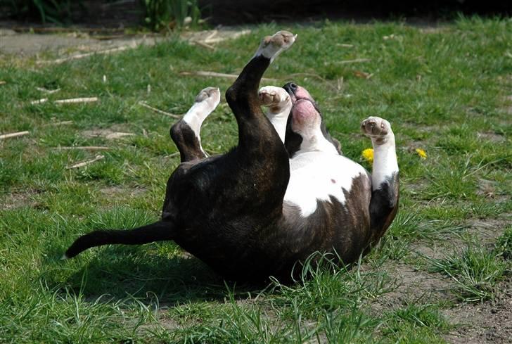 De sjove, de grimme... - Jazzy breaker... billede 30