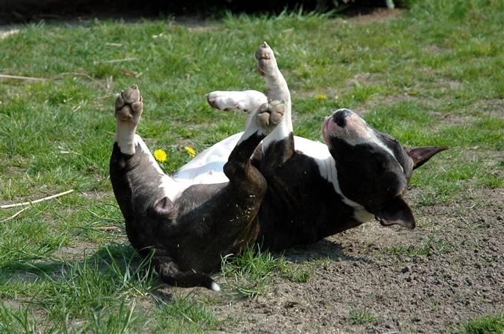 De sjove, de grimme... billede 31