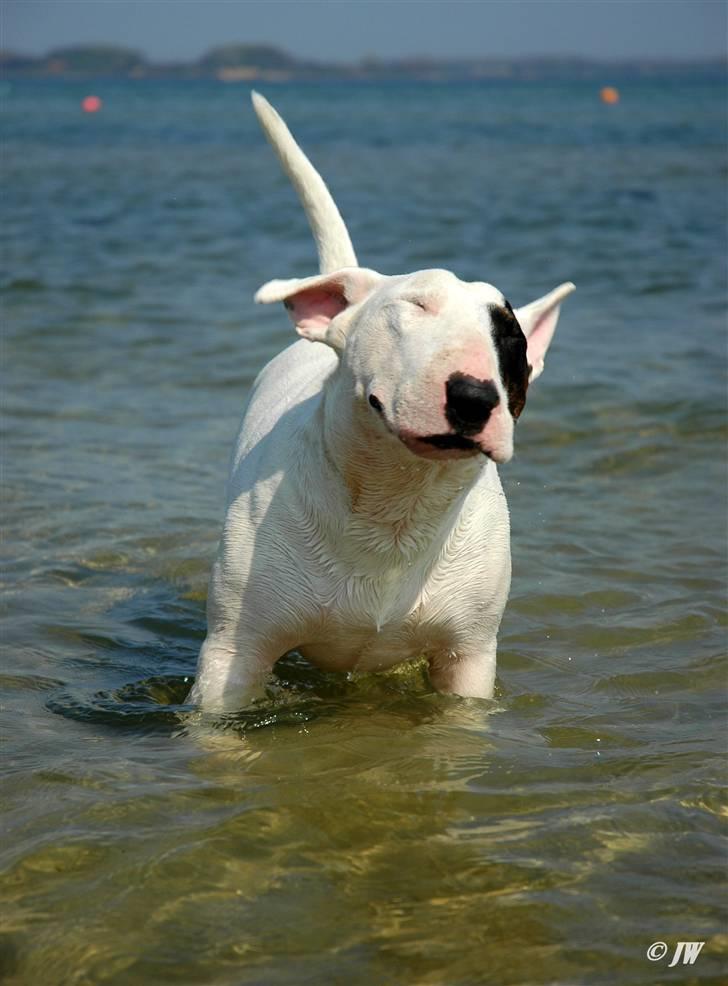 De sjove, de grimme... - SHAKE ! billede 32