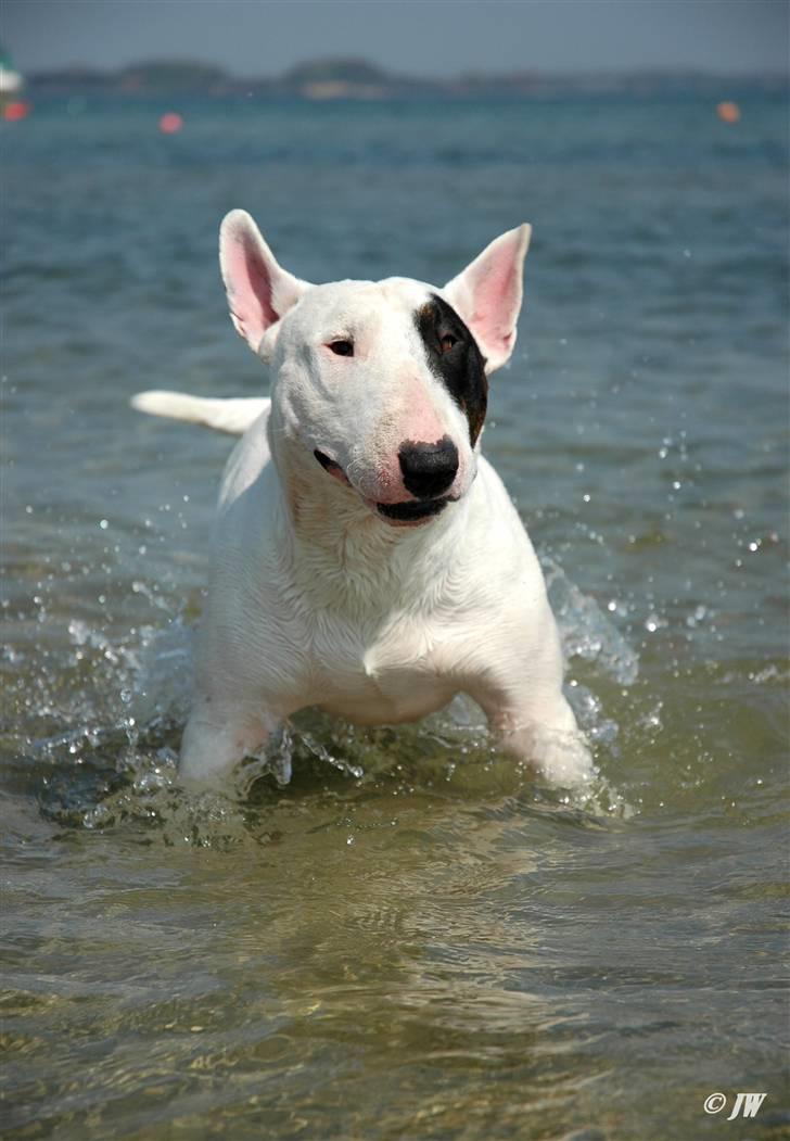 De sjove, de grimme... - SHAKE ! billede 35