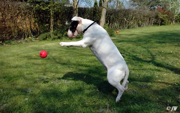 De sjove, de grimme... - Jumping Joker billede 36