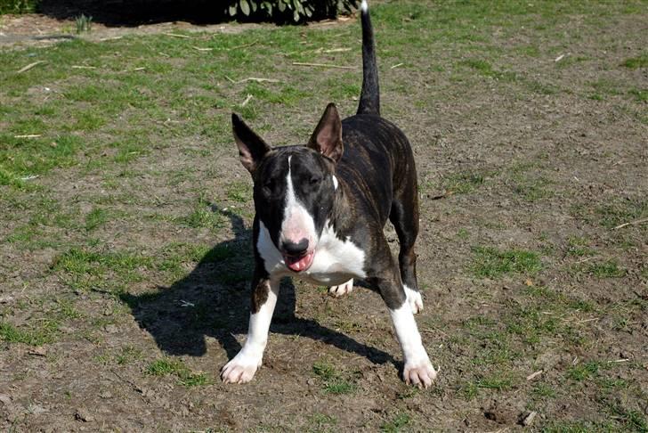 De sjove, de grimme... - God benstilling, Tøse... billede 37