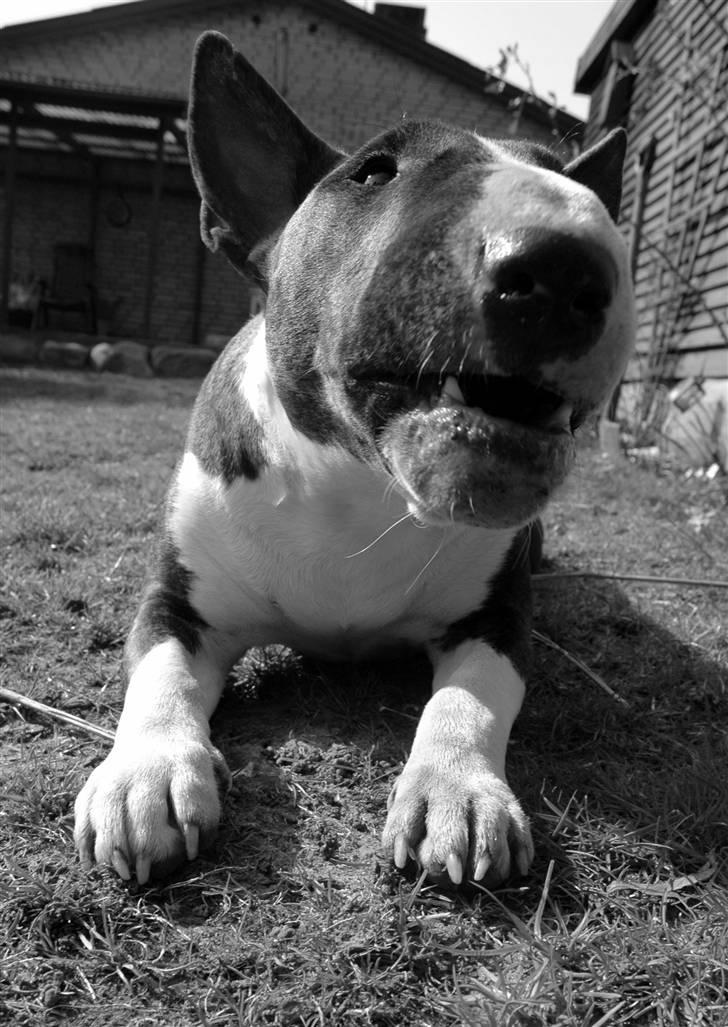 De sjove, de grimme... billede 38