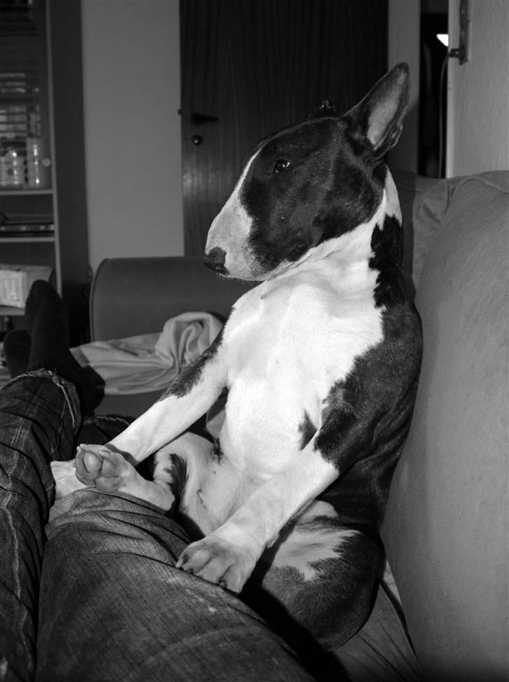 De sjove, de grimme... - Sidder du godt ? billede 39