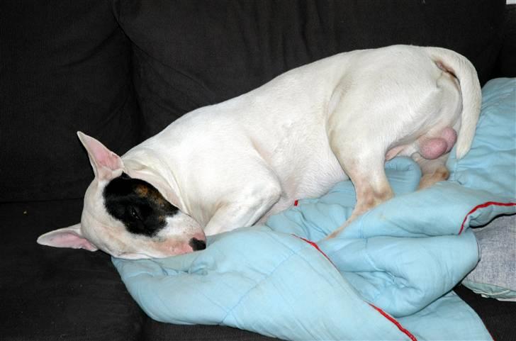 De sjove, de grimme... - Ligger du godt ? billede 40