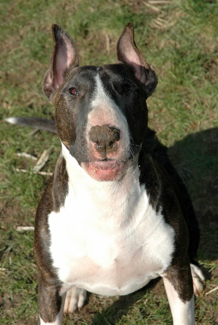 De sjove, de grimme... - Hun er da en flot buller, hva´ba´! billede 41