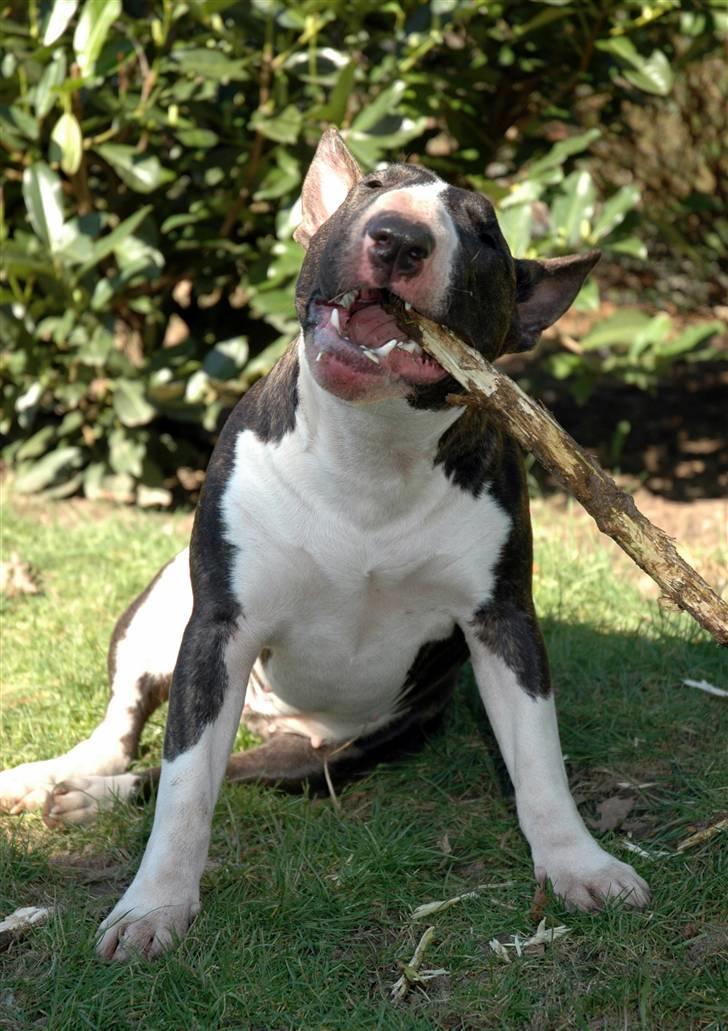 De sjove, de grimme... billede 42