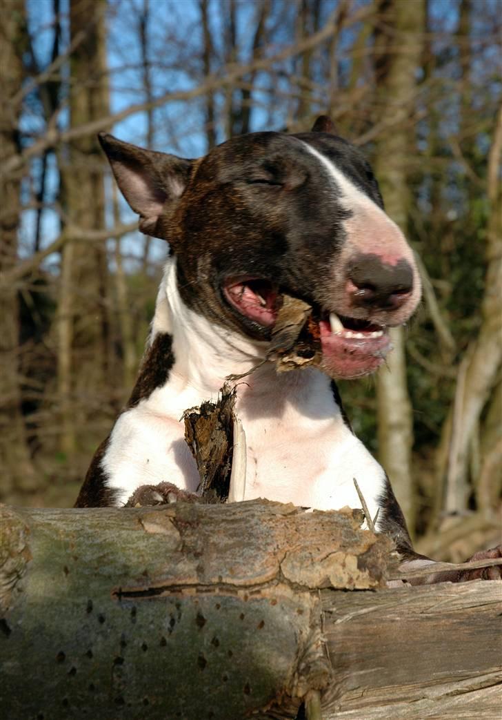 De sjove, de grimme... billede 43