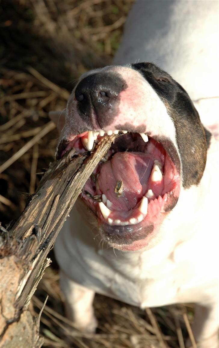 De sjove, de grimme... billede 44