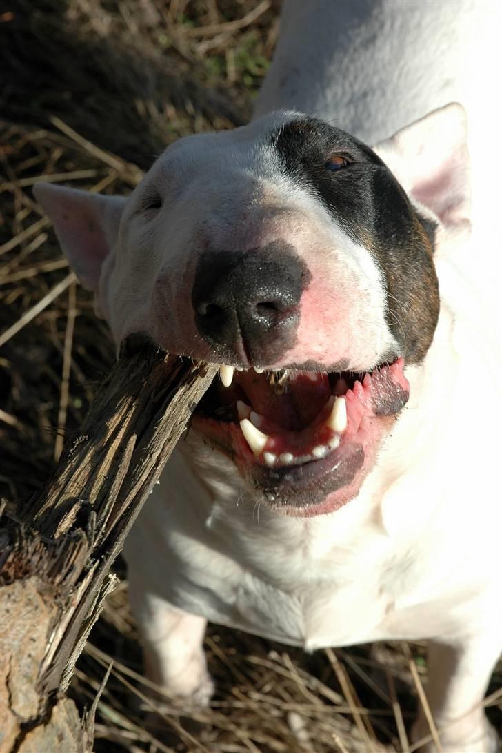 De sjove, de grimme... billede 45