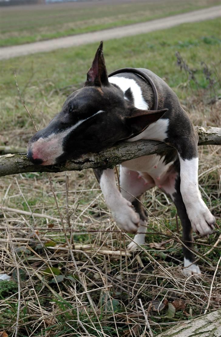 De sjove, de grimme... billede 46