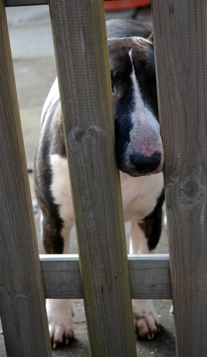 De sjove, de grimme... billede 47