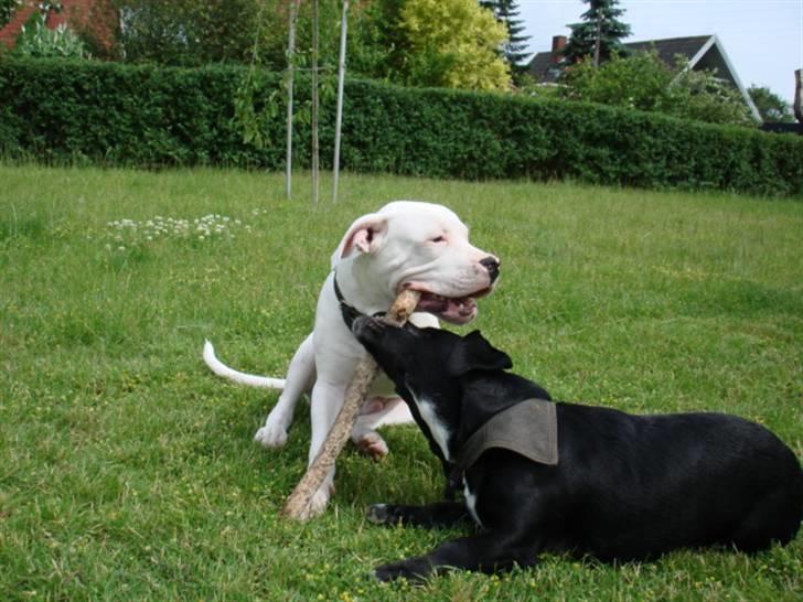 Sjov med hunde - Ja igen slås de billede 2