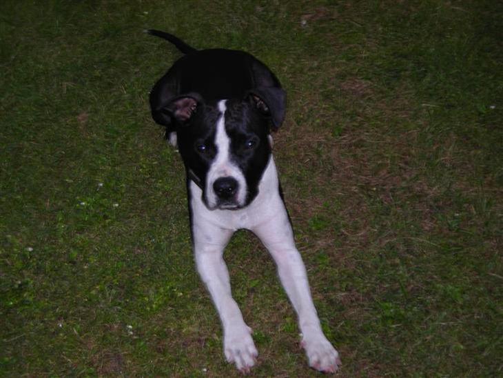 {{currentPhoto.altText}} billede {{currentPhoto.number}}