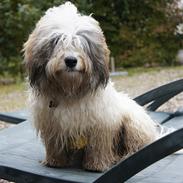 Mine hunde Chester og Ivanhoe