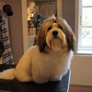 Mine hunde Chester og Ivanhoe