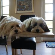 Mine hunde Chester og Ivanhoe