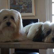 Mine hunde Chester og Ivanhoe