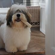 Mine hunde Chester og Ivanhoe