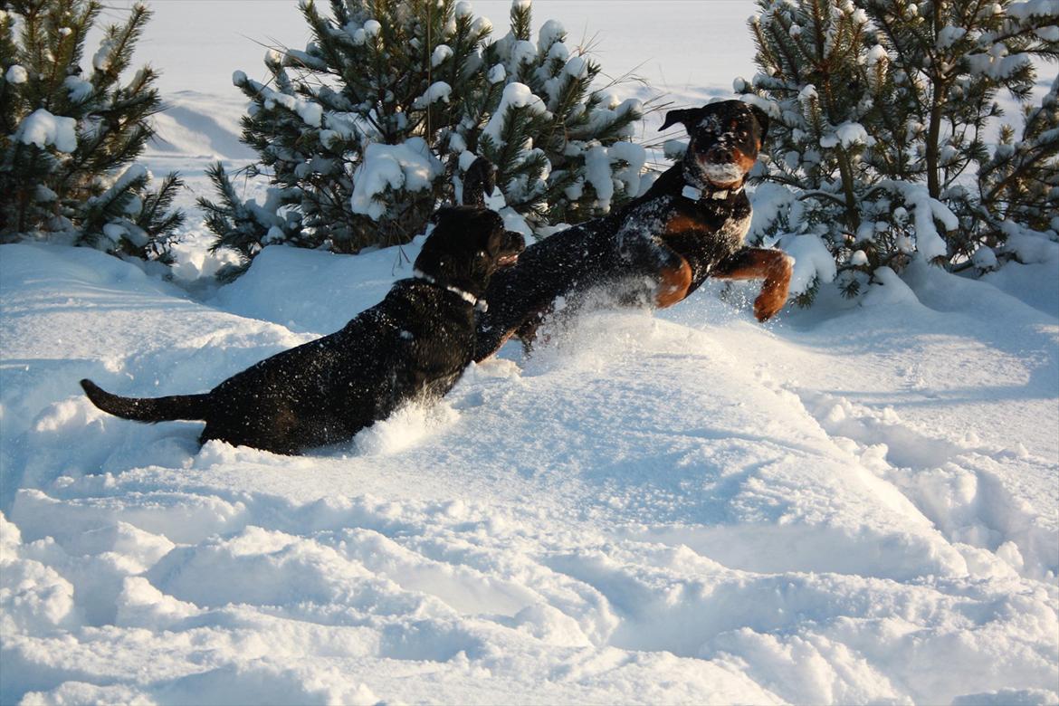 Sære grimasser (grimme hunde) billede 1