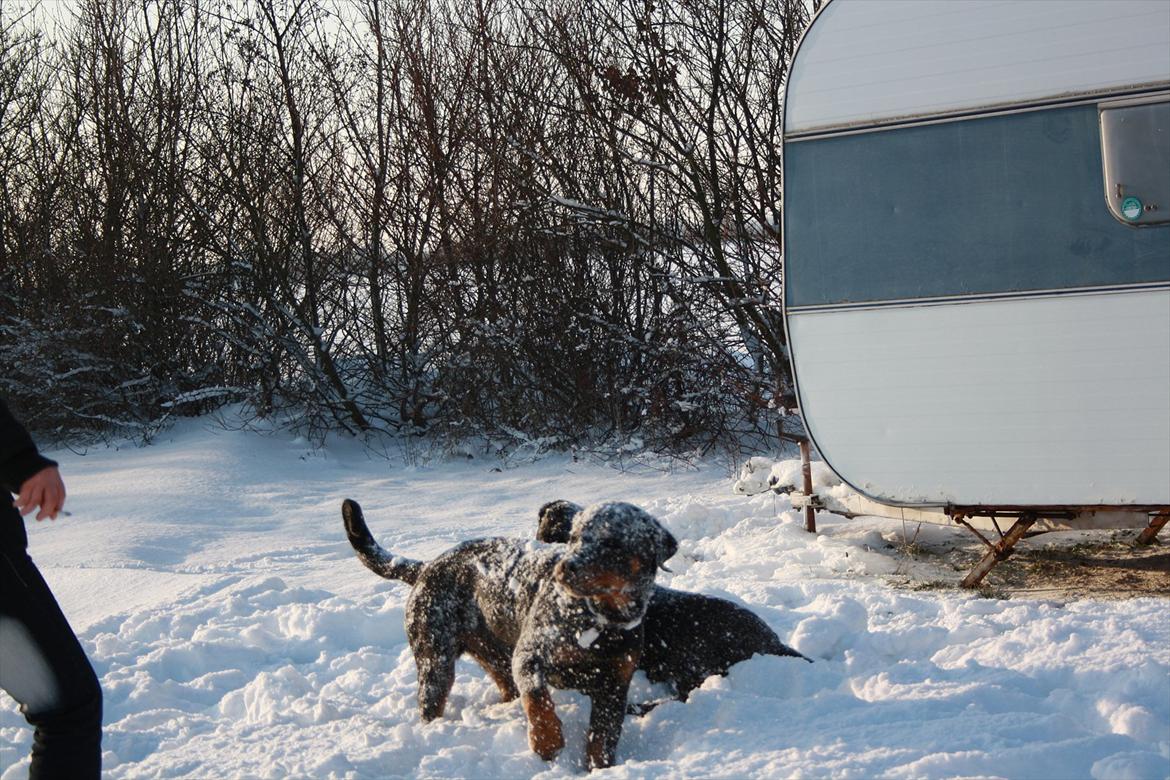 Sære grimasser (grimme hunde) billede 3