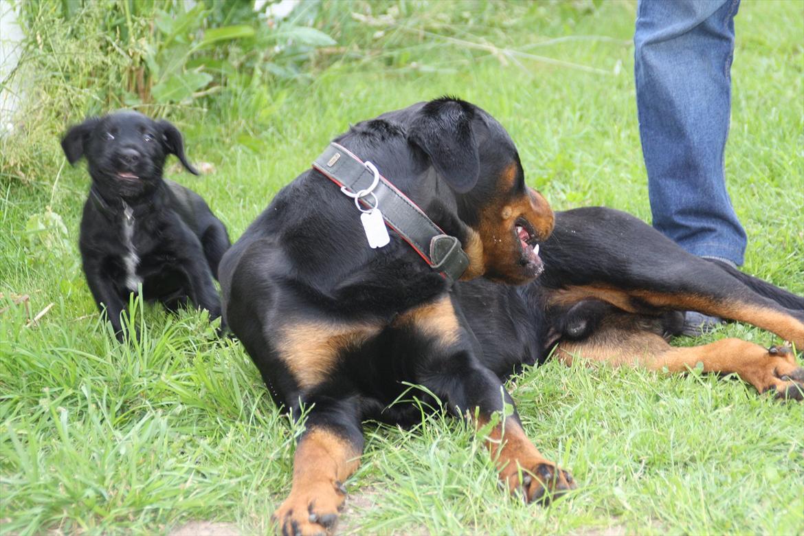 Sære grimasser (grimme hunde) billede 6