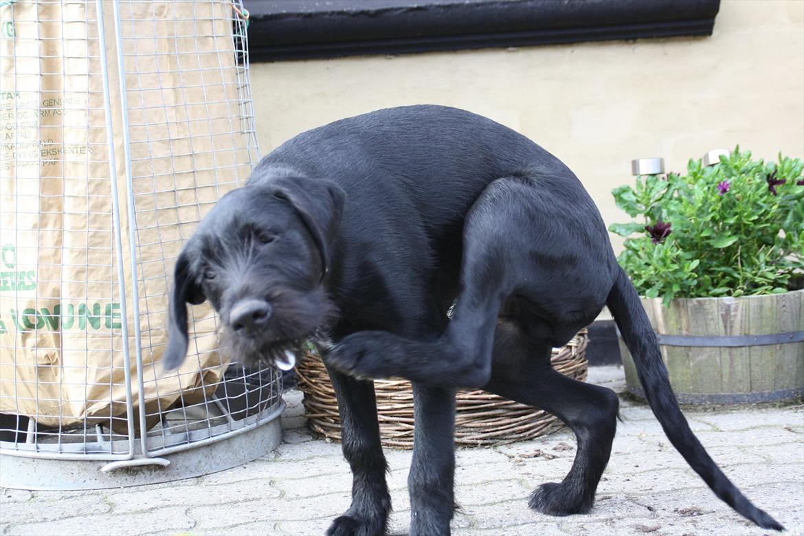 Sære grimasser (grimme hunde) billede 8