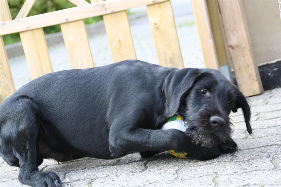 Sære grimasser (grimme hunde) billede 10