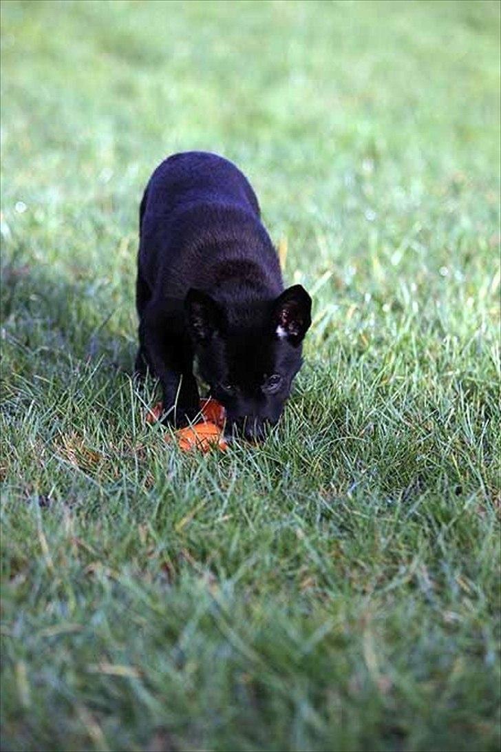 Sort spids-hvalpe i folden billede 3